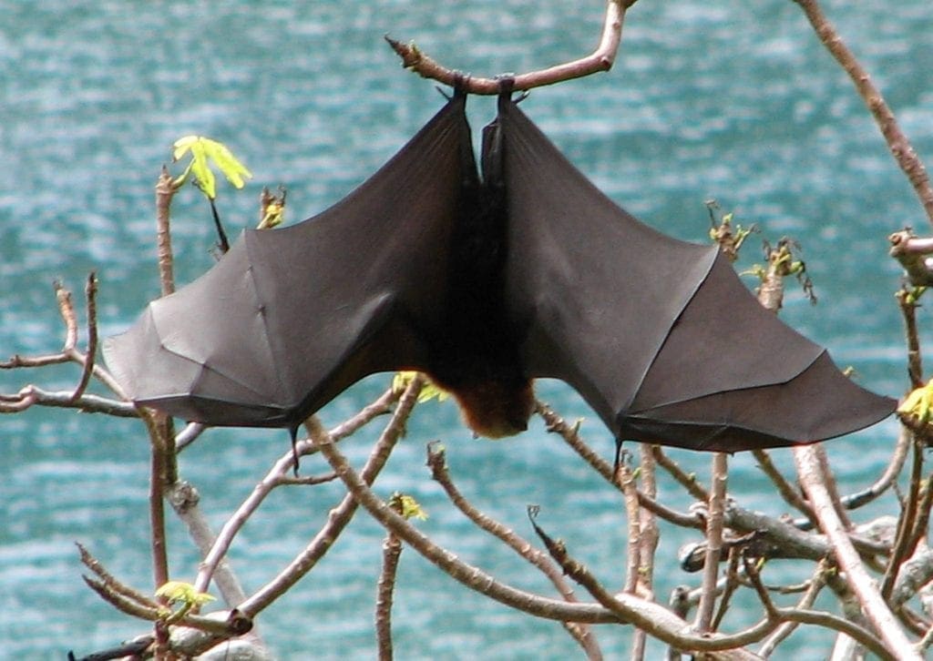 The Batty Parks with Bats! 6 Samoan fruit bat or flying fox, Pteropus samoensis, Samoan name pe'a vao