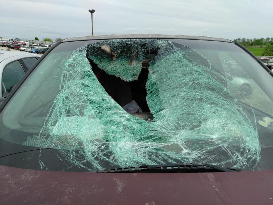 Wild Turkeys of the National Parks 6 Car hit by Wild Turkey
