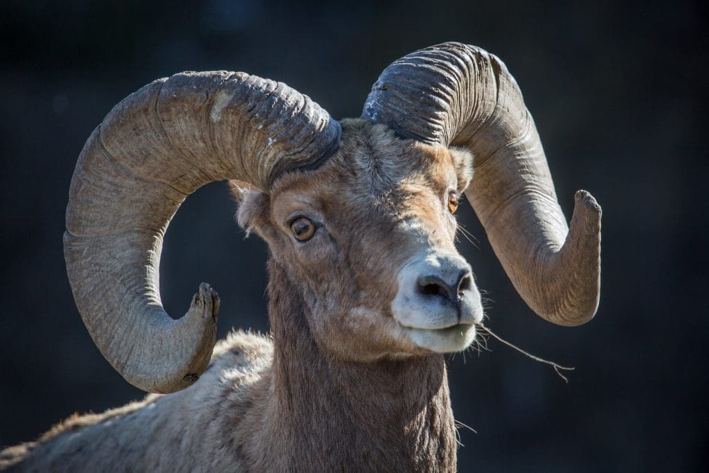 The Hardy Bighorn Sheep : Wildlife of the Week - 2022 Week 10 6 Bighorn Sheep, Lamar Valley, Yellowstone National Park