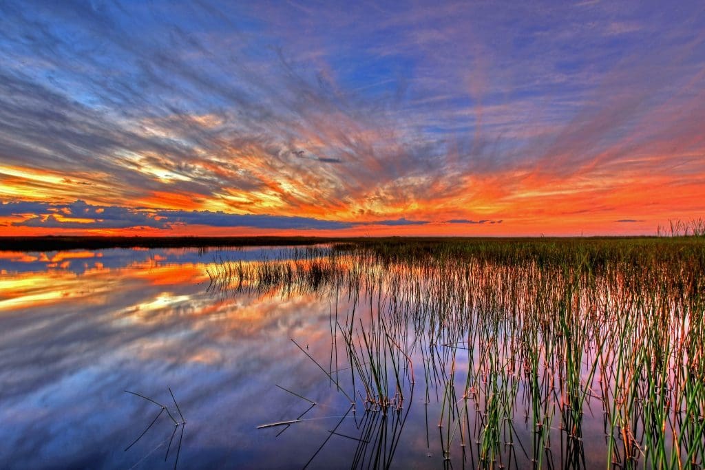 March 2022 - Park of the Month 7 Stained glass landscape in Everglades National Park