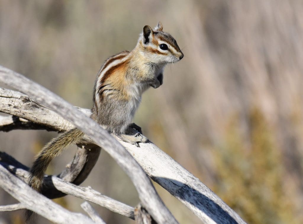 The Amazing Least Chipmunk: Wildlife of the Week - 2022 Week 9 7 Least Chipmunk at Seedskadee National Wildlife Refuge