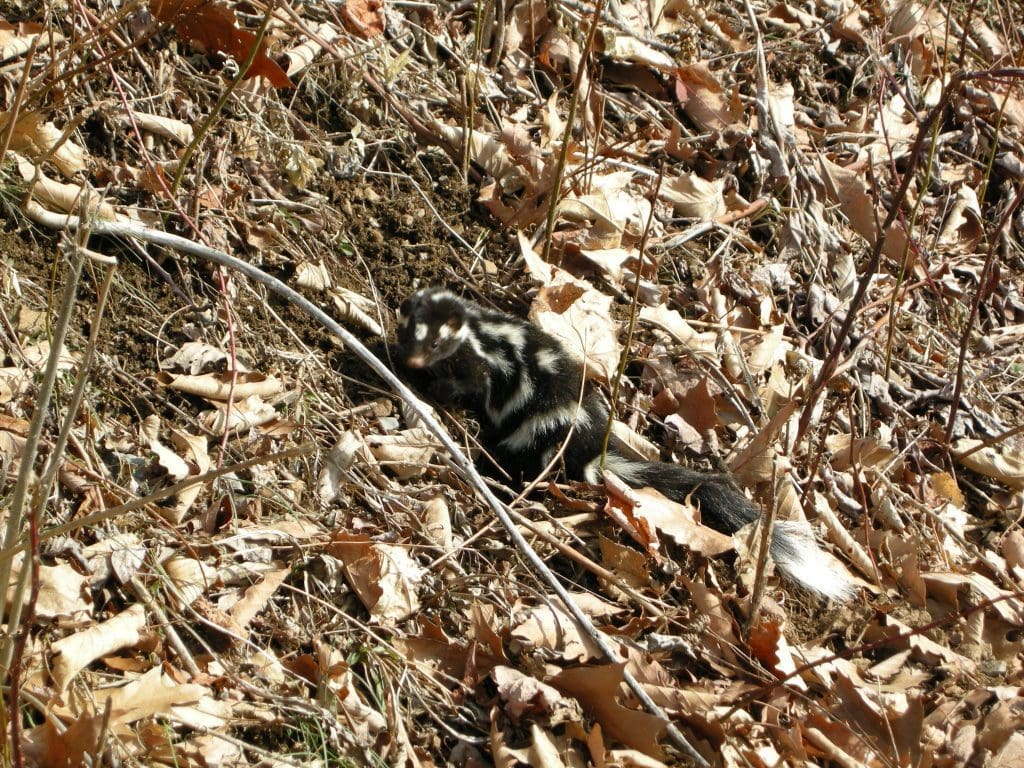 The Reclusive Eastern Spotted Skunk: Wildlife of the Week – 2022 Week 13 9 Eastern Spotted Skunk digging in Shenandoah National Park