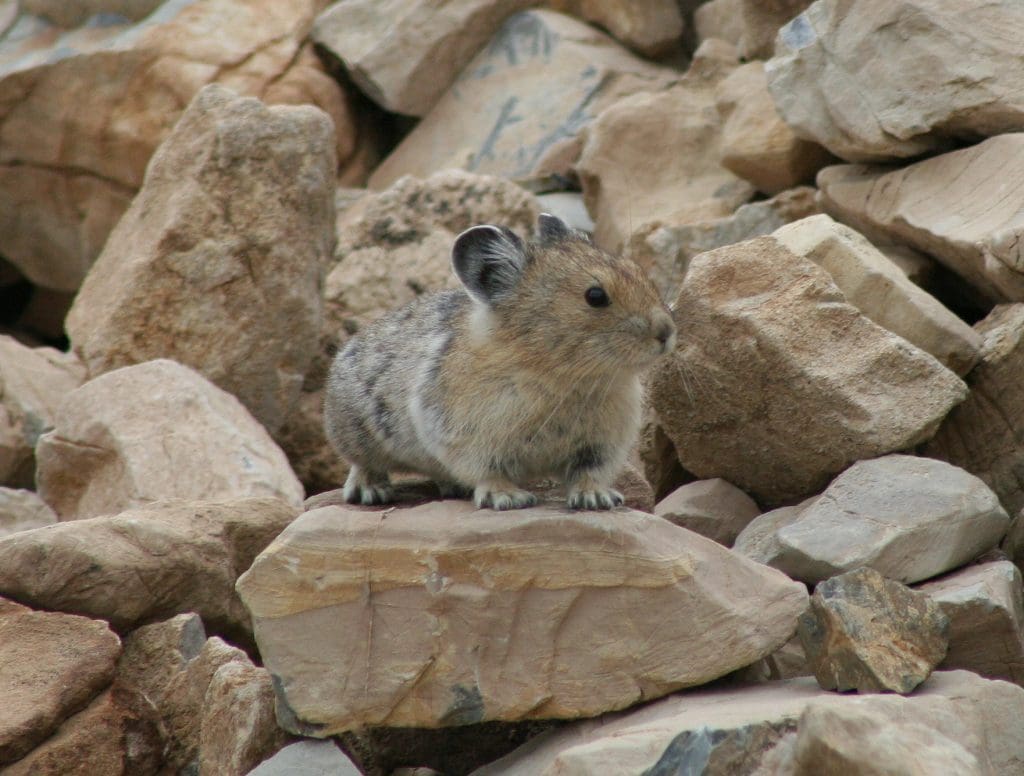 The Mighty American Pika: Wildlife of the Week – 2022 Week 16 11 American Pika in Glacier National Park