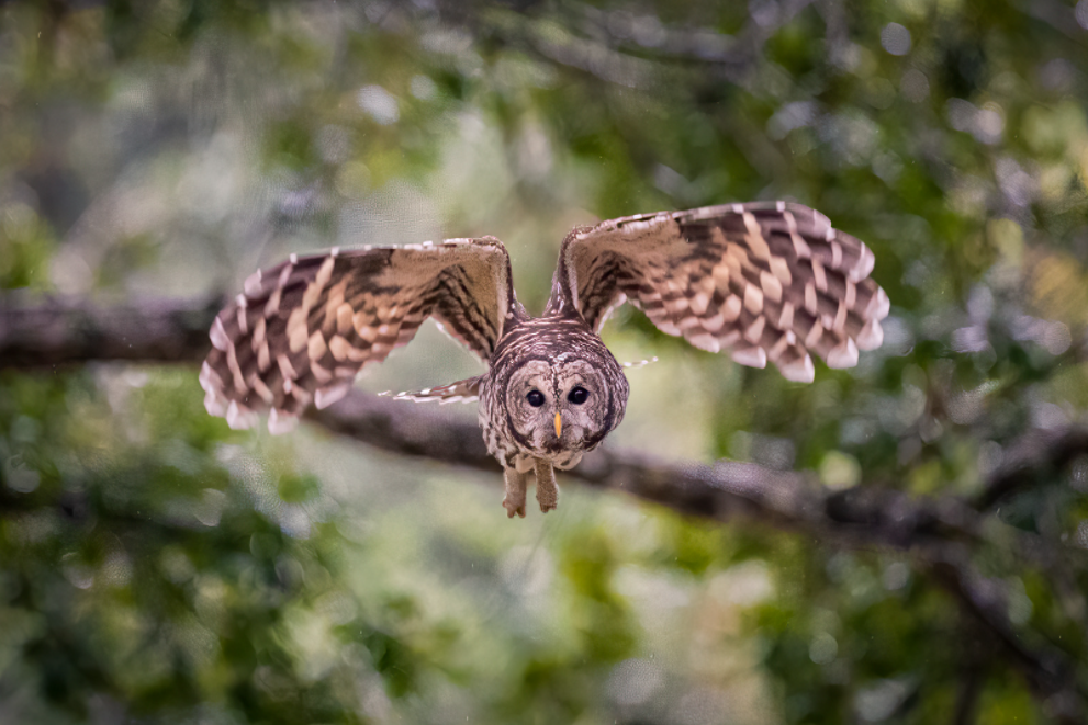 The Opportunistic Barred Owl: Wildlife of the Week – 2022 Week 17 8 Barred Owl in Flight